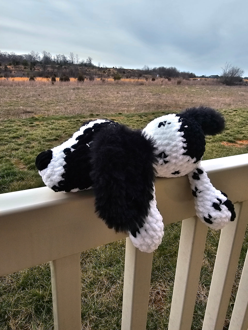 Sawyer the Springer Spaniel