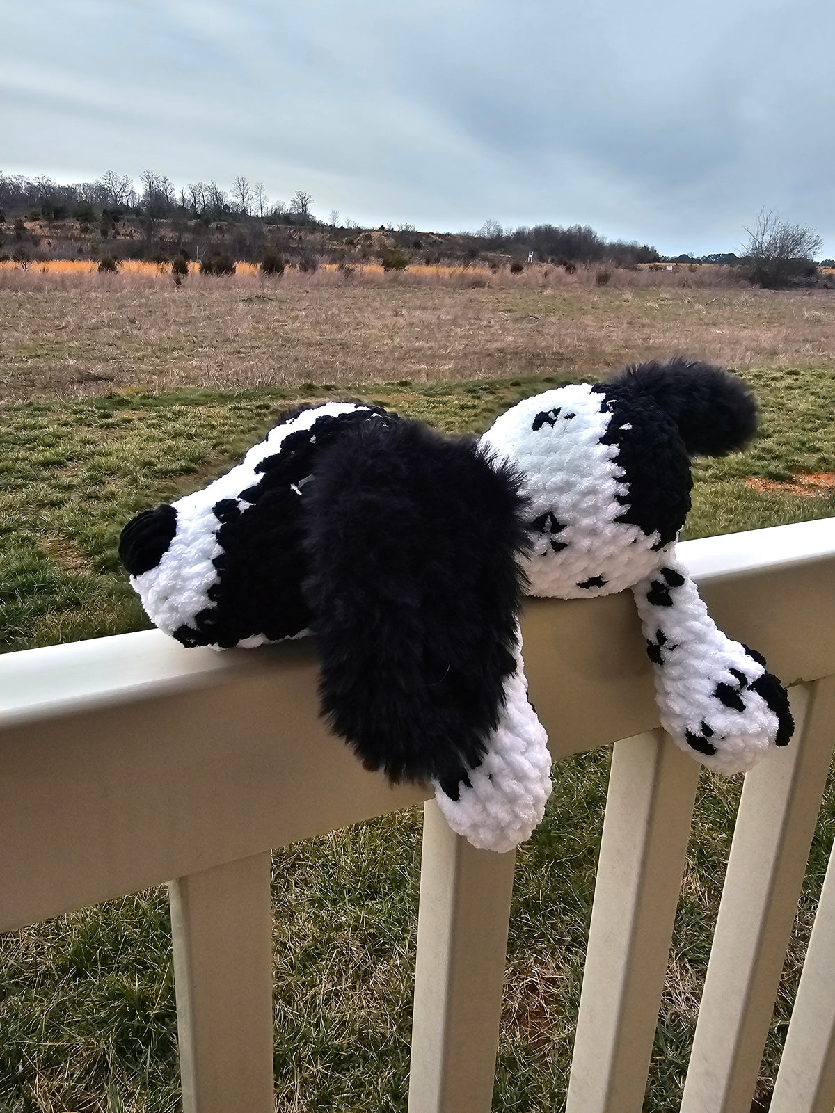 Sawyer the Springer Spaniel