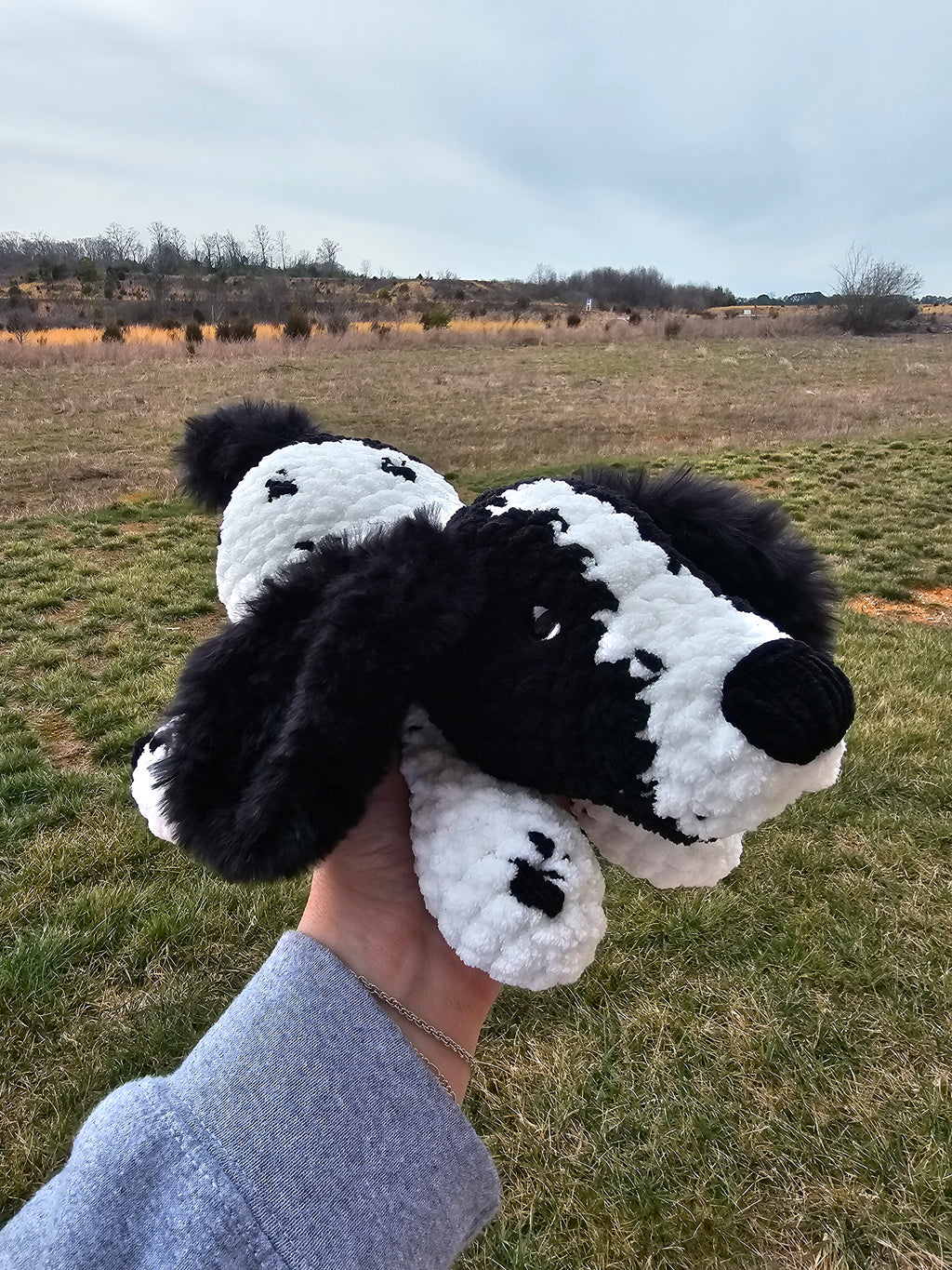 Sawyer the Springer Spaniel